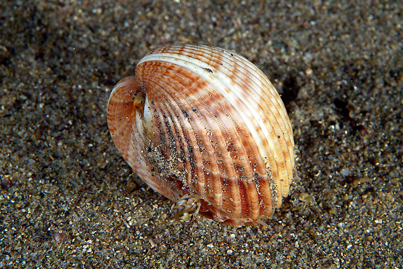 Acanthocardia tuberculata